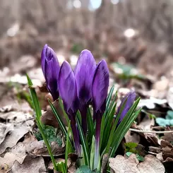 First sign of spring in Hamburg