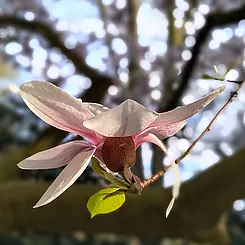 Magnolia in a park in Hamburg