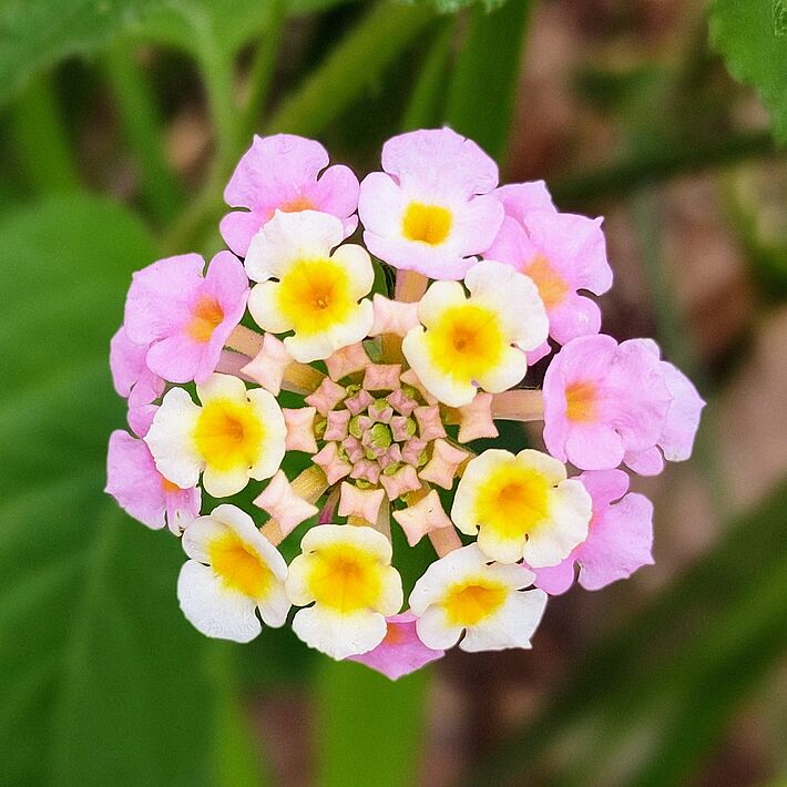 Wandelröschen (lantana camara) auf Ibiza