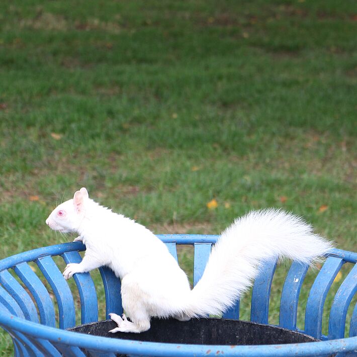 Albino Eichhörnchen vor dem Capitol in Washington DC